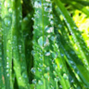 Meet your Posher, Carol